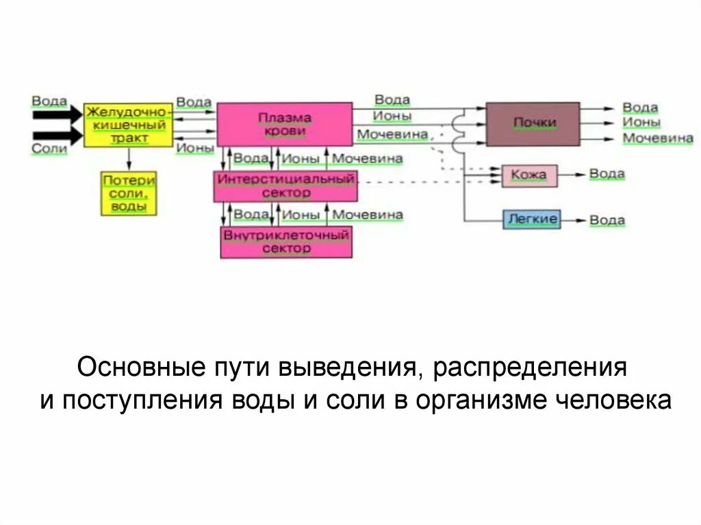 Роль и обмен воды. Пути поступления и выведения из организма воды и электролитов. Схема распределения воды в организме. Обмен воды в организме схема. Регуляция воды в организме.