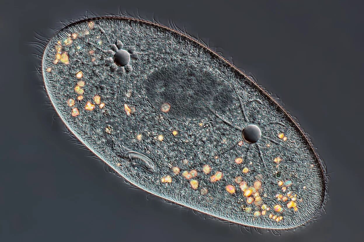 Процесс спорообразования у бактерий. Споры одноклеточных. Парамеция это инфузория туфелька. Инфузория туфелька ядерный аппарат. Дрожжи saccharomyces cerevisiae.