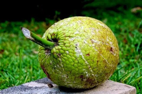 Pain fruit