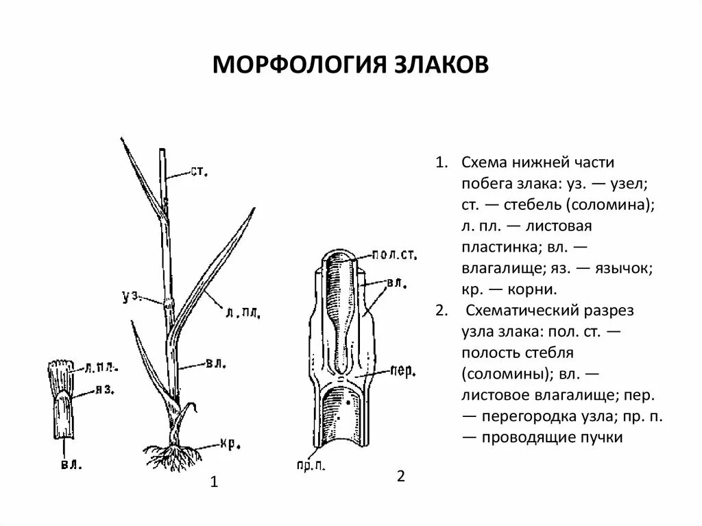 1 побег это часть корня. Строение стебля злаковых. Строение побега злаков. Строение Соломины злаковых. Стебель злаковых Соломина.