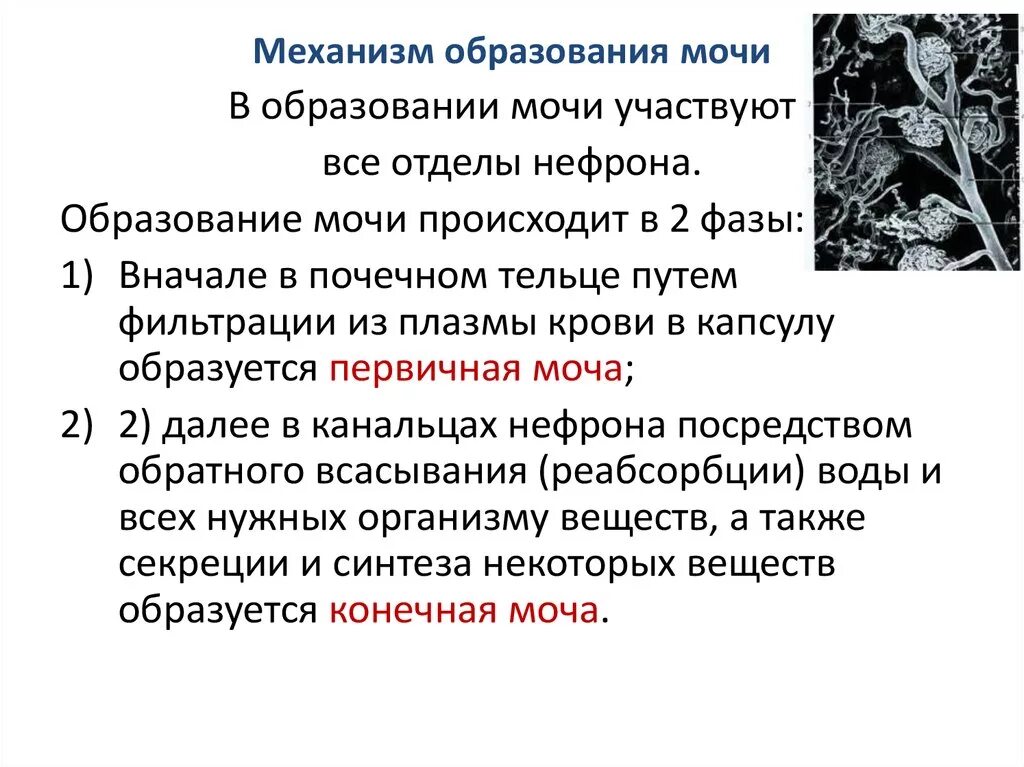 В результате обучения происходит. Механизм образования первичной и конечной мочи. Первичная моча механизм образования. Фазы образования мочи. Механизм образования первичной мочи биохимия.