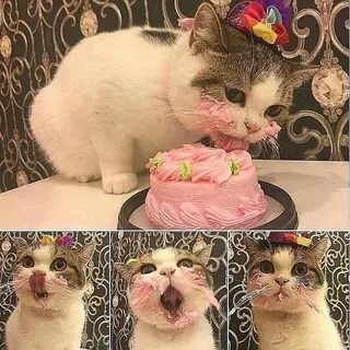 Кот с тортом с днем рождения