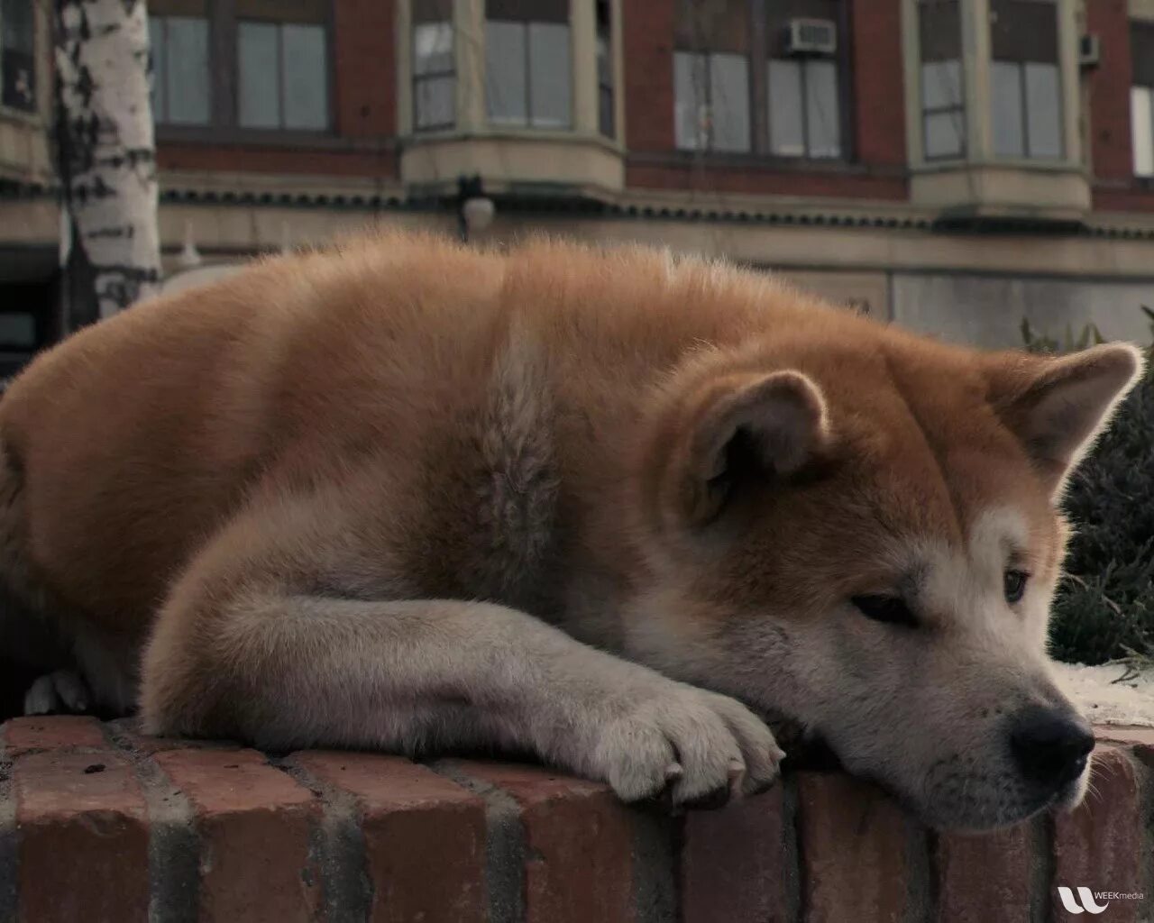 Акита-ину Хатико. Собака Хатико. Хатико самый верный друг. Грустный Акита ину.