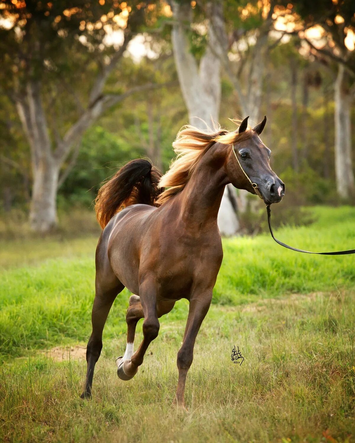Картинки лошадей. Верховая арабская лошадь Дахман. Жеребенок арабского скакуна. Арабская чистокровная лошадь. 3. Арабская лошадь (арабская чистокровная лошадь).