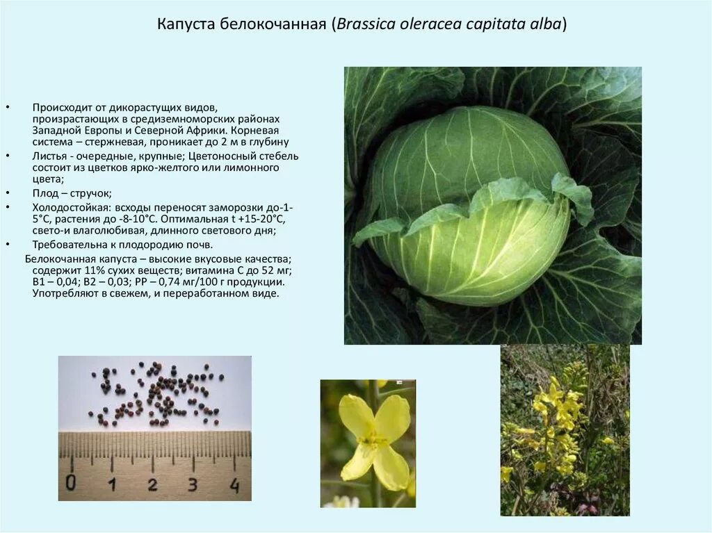 Корневая капуста. Капуста - Brassica плод. Капуста Brassica oleracea. Плод белокочанной капусты. Белокочанная капуста это корнеплод.