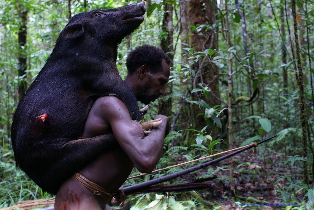 Племя короваи из папуа. Пигмеи африки. Племя обитало. Племя короваи папуа новая гвинея. Племя короваи папуа женщины.