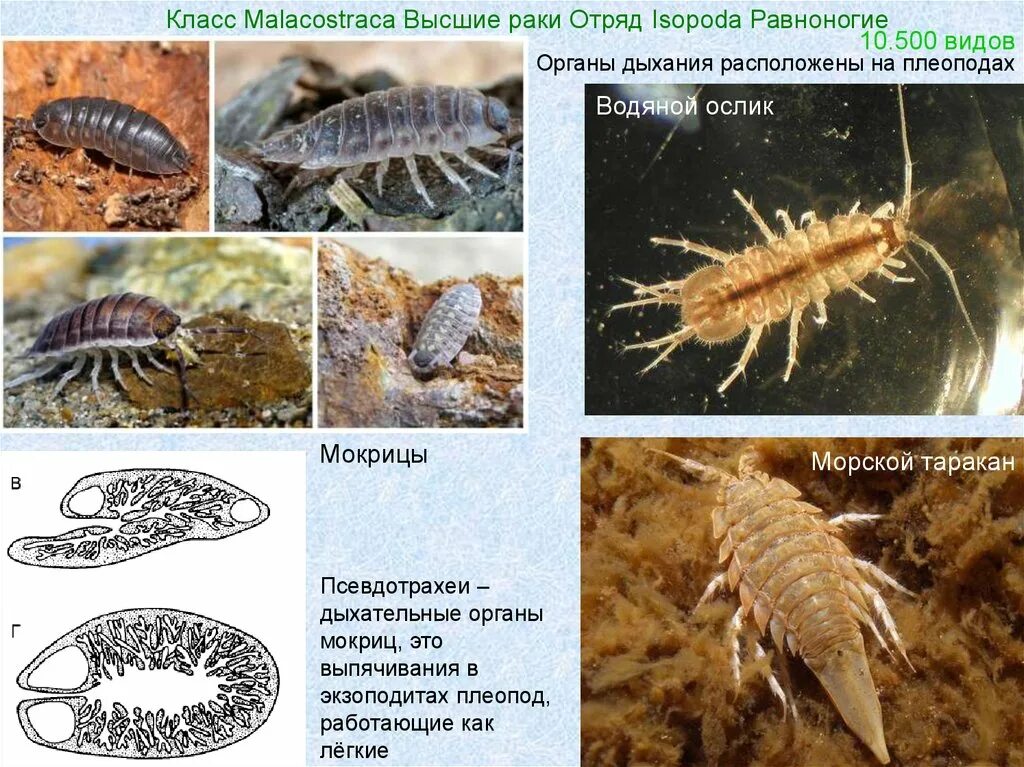 Какую среду обитания освоила ящерица впр. Отряд равноногие представители. Псевдотрахеи мокриц. Равноногие ракообразные представители. Водяной ослик ракообразные.