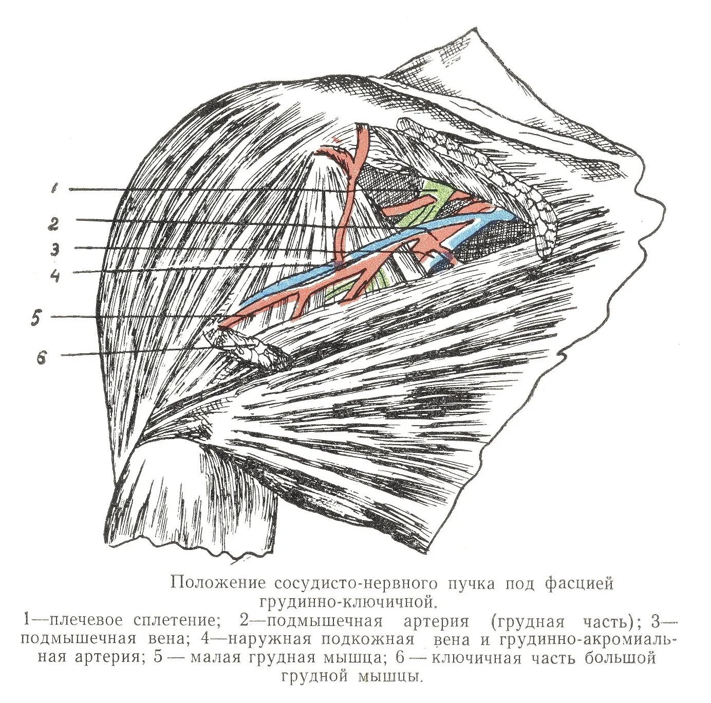 Что такое сосудистые пучки какую. Треугольники подключичной области топографическая анатомия. Проекция СНП подключичной области. Сосудисто нервный пучок подключичной области. Regio infraclavicularis.