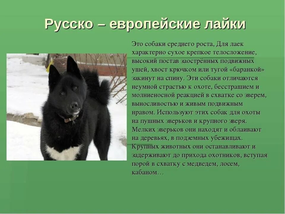 Сколько весит лайка. Порода собак русско европейская лайка. русско-европейская лайка лайки. порода русскую иврапейская лайка. русско-европейская лайка характеристики.