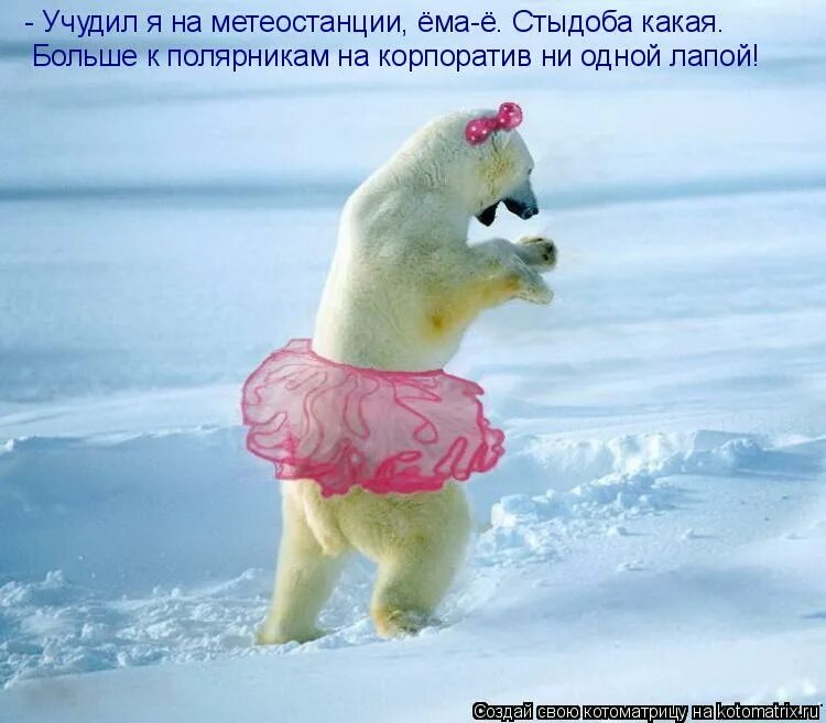 флаг на северном полюсе. медведь демотиватор. прикол танцующие животные. полярник. одежда полярников.