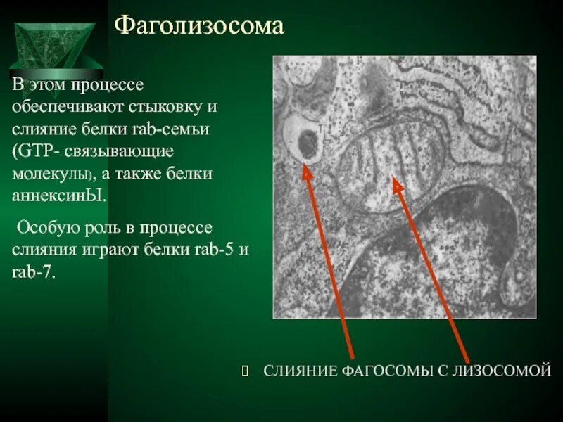 Фагосома и фаголизосома. Образование фаголизосомы. Лизосома фаголизосома. Фаголизосома функции.