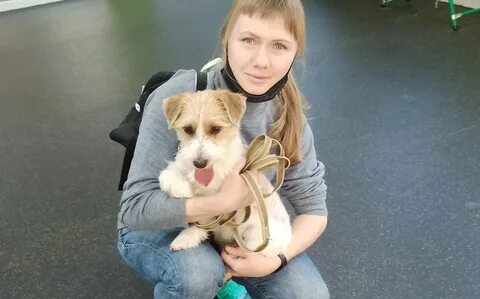 Сдать тесты собаке