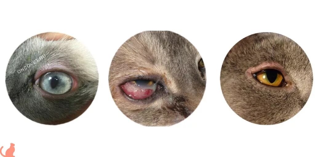 Гонятся глаза. Флегмонозный блефарит кота. Офтальмологические заболевания кошек.
