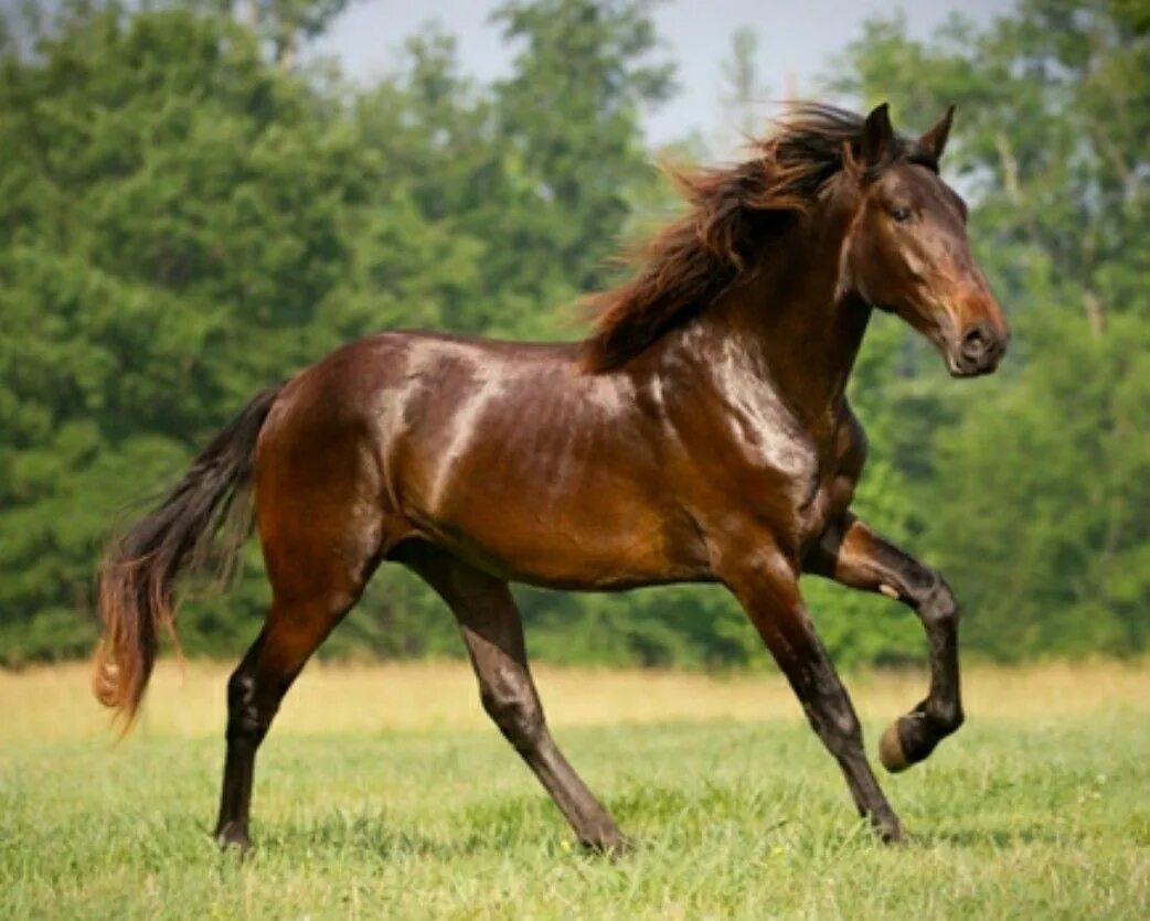 Horses are beautiful. Лошадь гнедой Мустанг. Бурая масть лошади. Гнедой Лузитано. Кигер Мустанг гнедой.