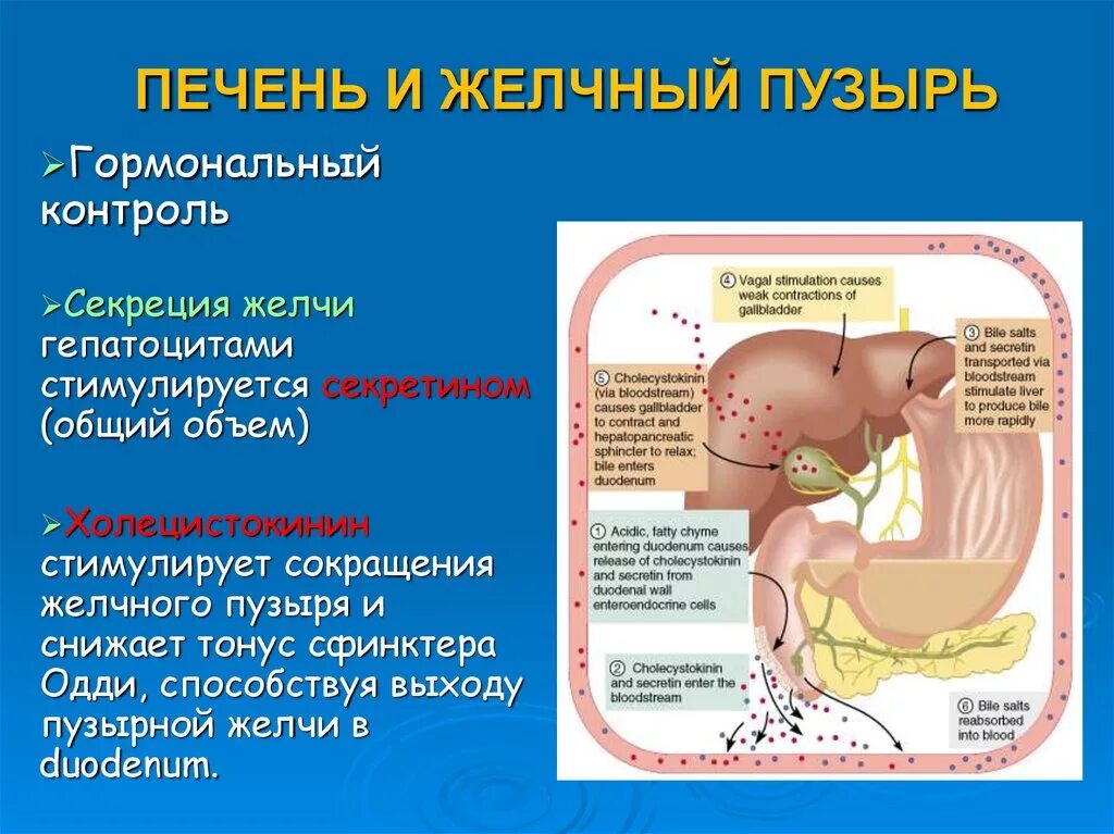 Тип секреции печени. Секреция желчи. Секреция желчных кислот в печени.