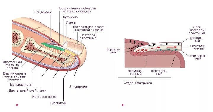 Строение ногтя и ногтевой пластины анатомия. Ногтевая фаланга пальца руки анатомия. Где растут ногти. Строение ногтя ногтевое ложе. Строение ногтевой пластины матрикс.