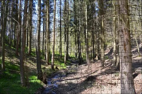 Филиал лесной