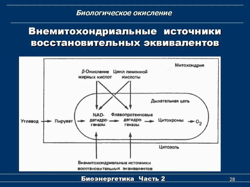 Биологическое окислен е. Современные представления о биологическом окислении. Схема цепи биологического окисления. Механизмы биологического окисления. Современные представления о биологическом окислении.