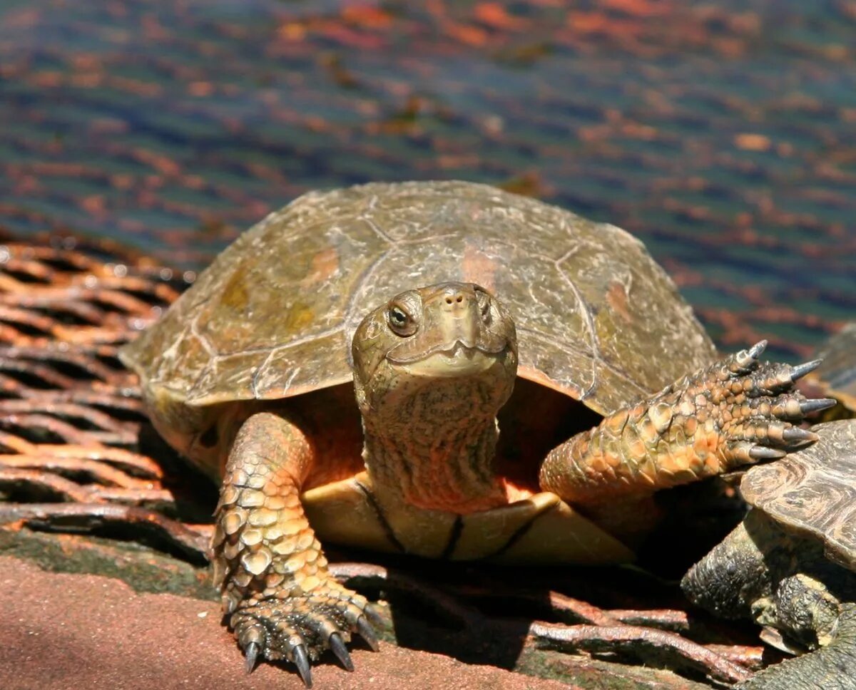 Fast tortoise