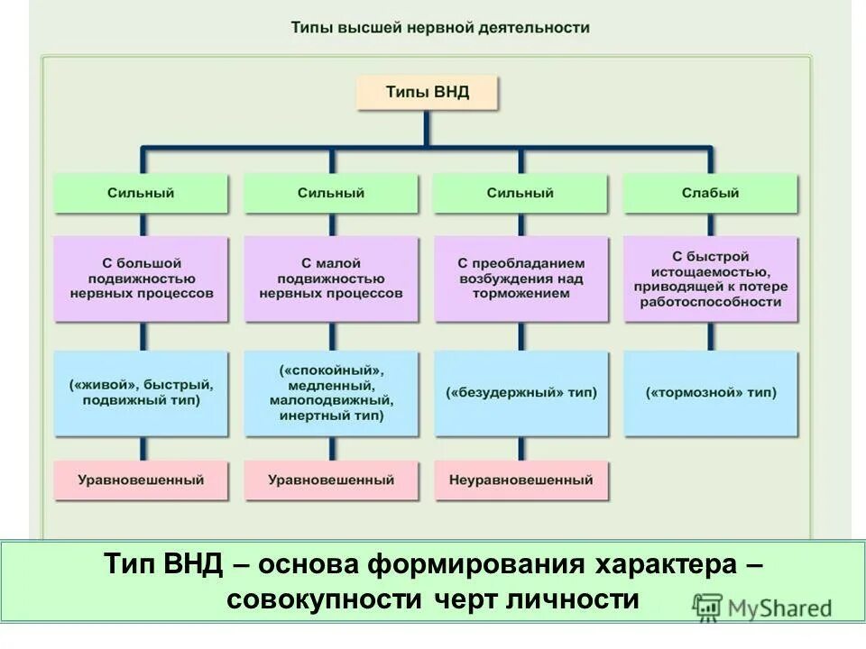 Высшая нервная деятельность признаки