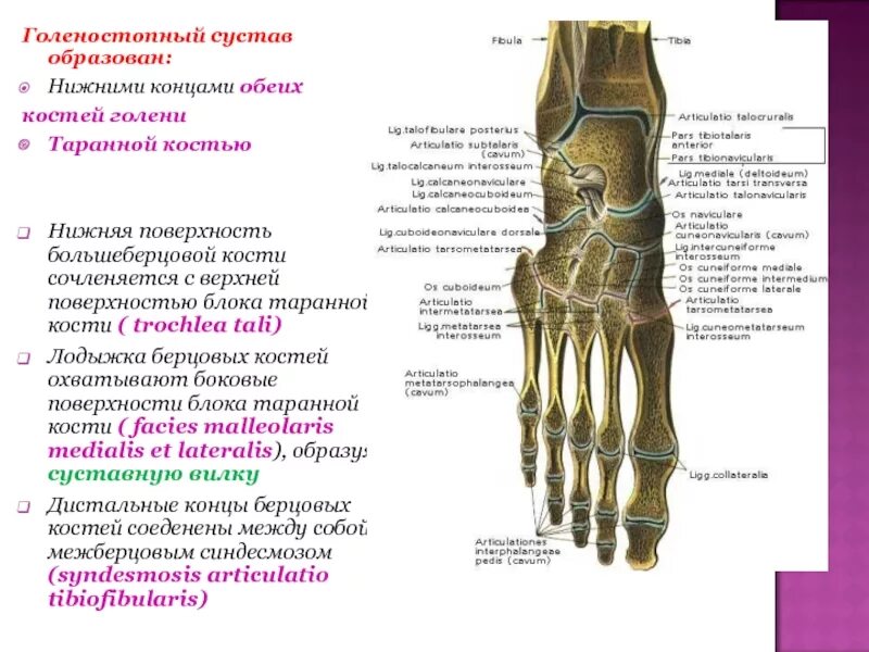 Поверхности голеностопного сустава. Голеностопный сустав анатомия строение кости. Соединения костей голени межберцовый сустав. Голеностопный сустав анатомия строение связки кости голеностопного. Анатомия лодыжки человека кости.