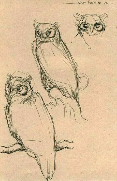 Рисование сова. Сова пропорции. Этапы рисования совы. Анатомия совы. Сова рисунок.