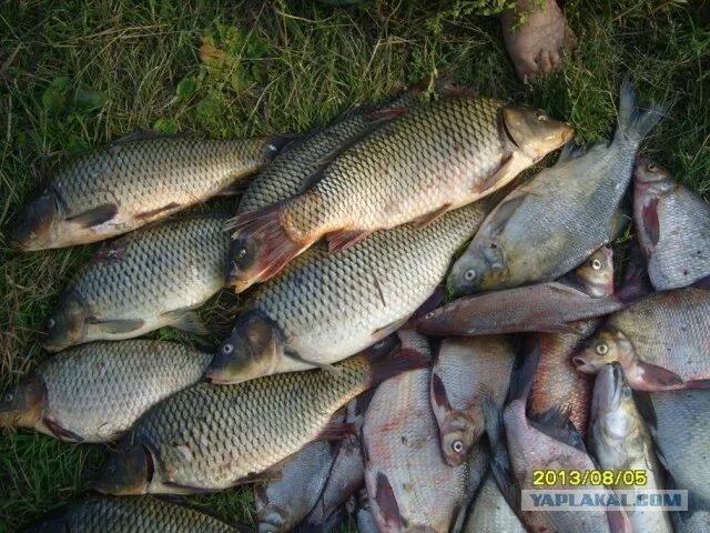 Река Кама рыбы. Рыбы реки Камы. Рыбы которые водятся в Каме. Какая рыба обитает в реке Кама.