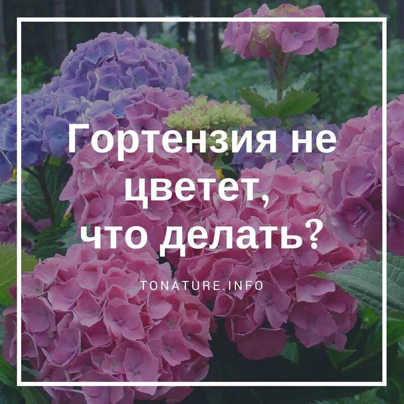 Купила гортензию что дальше делать. Посадка гортензии весной. Подкисление грунта гортензии.