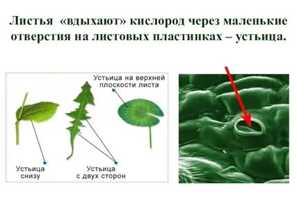 Модель дыхания и питания растений