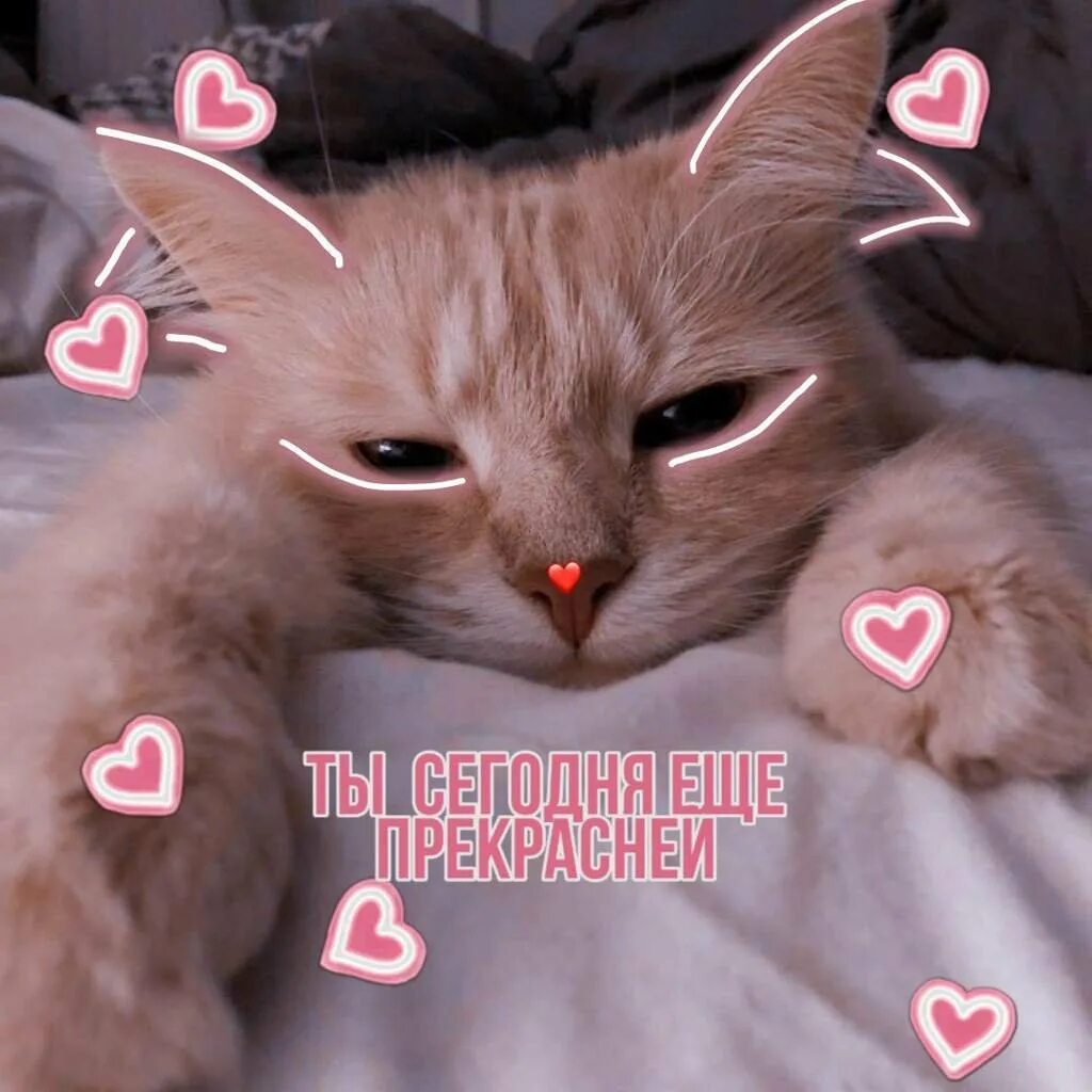 Милые пикчи с котятами. Пикчи с котиками и сердечками. Милый кот с сердечками. Милый котик с надписью. Милый кот с сердечками.
