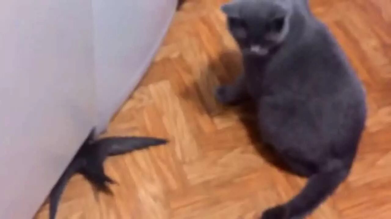 Стриж кот. Британский кот поймал птицу.