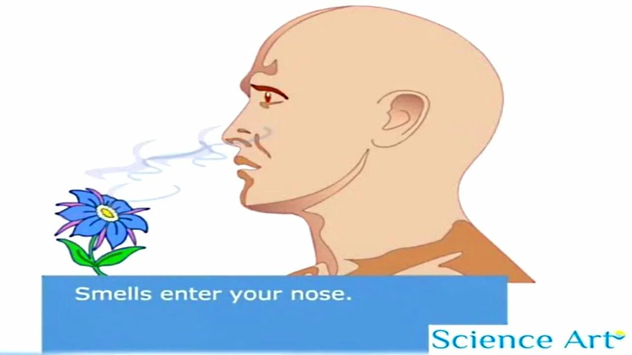 Нос и головной мозг. Sense of smell. Art smell. Smell картинка для детей. Sense of smell System.