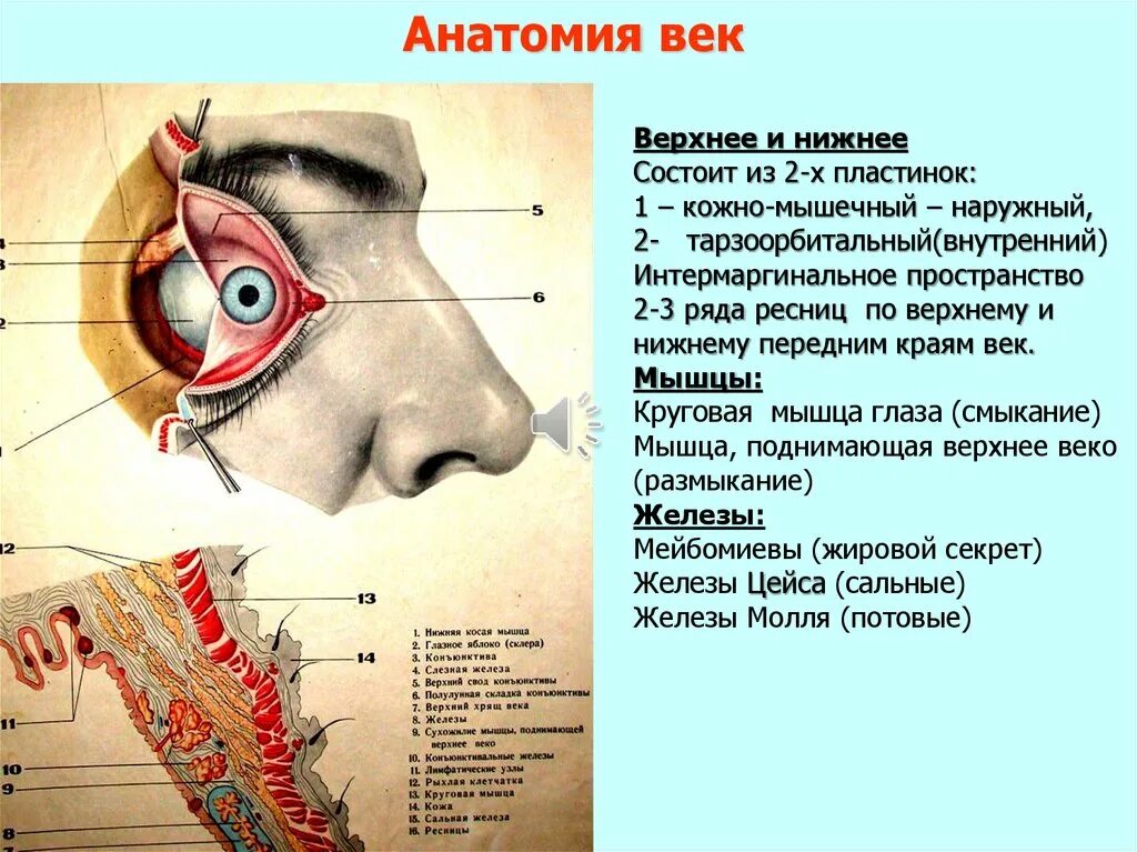 Век офтальмология