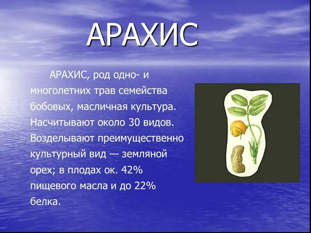 Роды арахиса. Арахис (род). Арахис семейство бобовых. Сообщение по биологии 7 класс арахис.