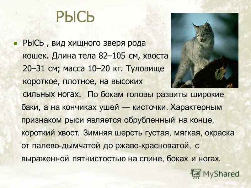 Рысь проект по окружающему миру Презентация: Заповедники География Презентации 6 класс