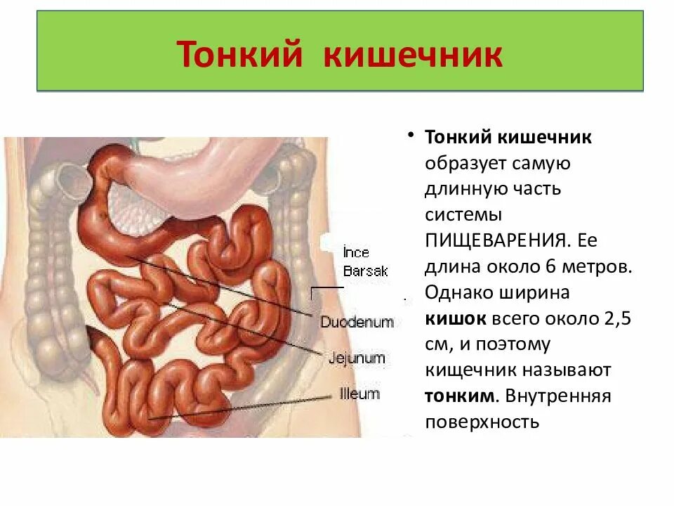 Кишка тонка значение. Пищеварительная система тонкий кишечник. пищеварительная система отделы толстой кишки. отделы толстой кишки 8 класс. система пищеварения тонкая кишка функции.