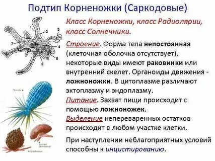 Систематические группы животных органы пищеварения 1 простейшие