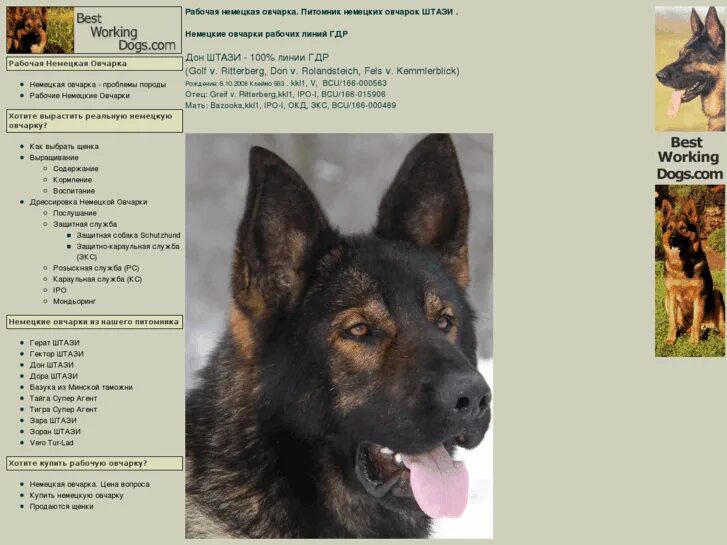 немецкая овчарка штази. питомник штази немецкие овчарки. питомник немецких овчарок линии гдр. восточноевропейская овчарка занарного окраса. немецкая овчарка зонарного окраса штази.