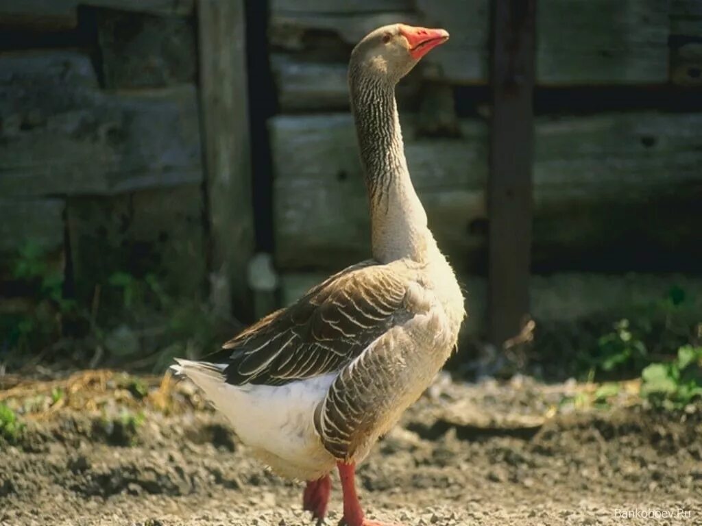серый гусь гусак. гуси ландские хохлатые. датский легард гуси. адлерские белые гуси. следующий гусь.