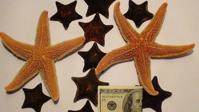 Сушеная морская звезда. Сушеная морская звезда. Как оживить засушенную морскую звезду. Засушенная морская звезда. Сухие морские звезды.