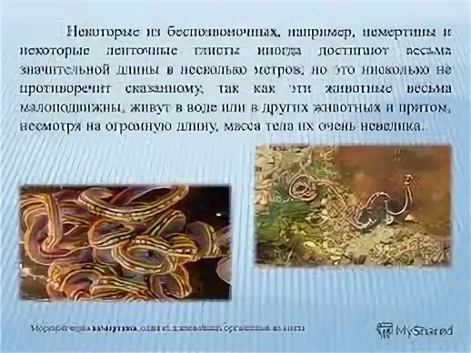 Немертины где обитает. Немертины строение.