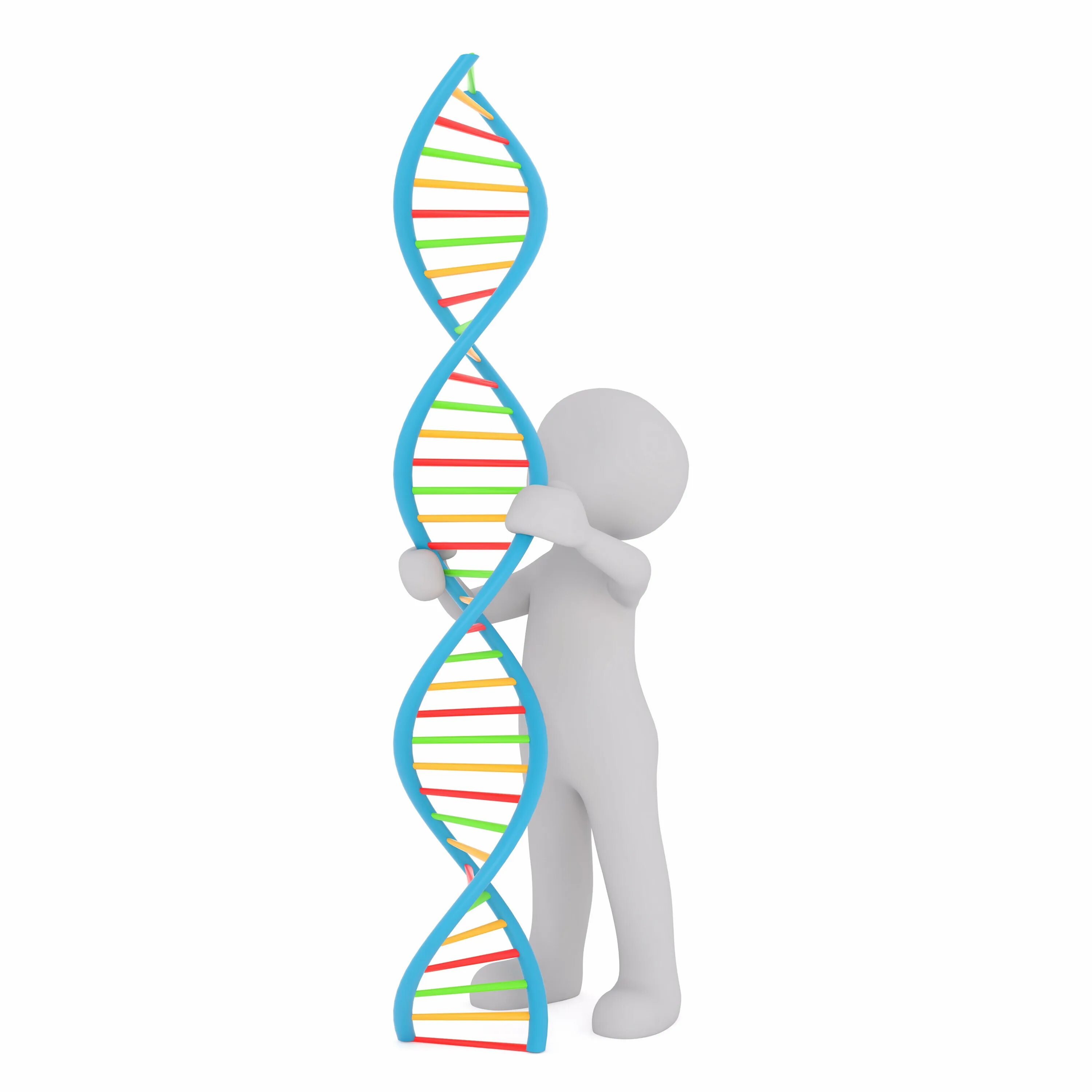 Наследственные заболевания днк. ДНК на белом фоне. Ген без фона. Человеческая ДНК. Человек ДНК на белом фоне.