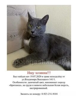 Серый кот пришел в дом