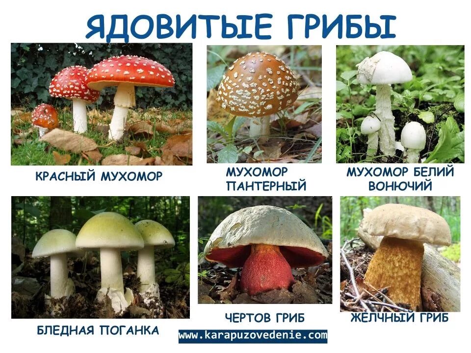 Назови 3 гриба. Грибы съедобные и несъедобные с названиями. Название съедобных грибов и несъедобных грибов. Съедобные грибы и несъедобные грибы названия. Грибы съедобные несъедобные и ядовитые.