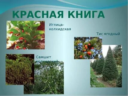 Хвойное вечнозеленое растение занесенное в красную книгу