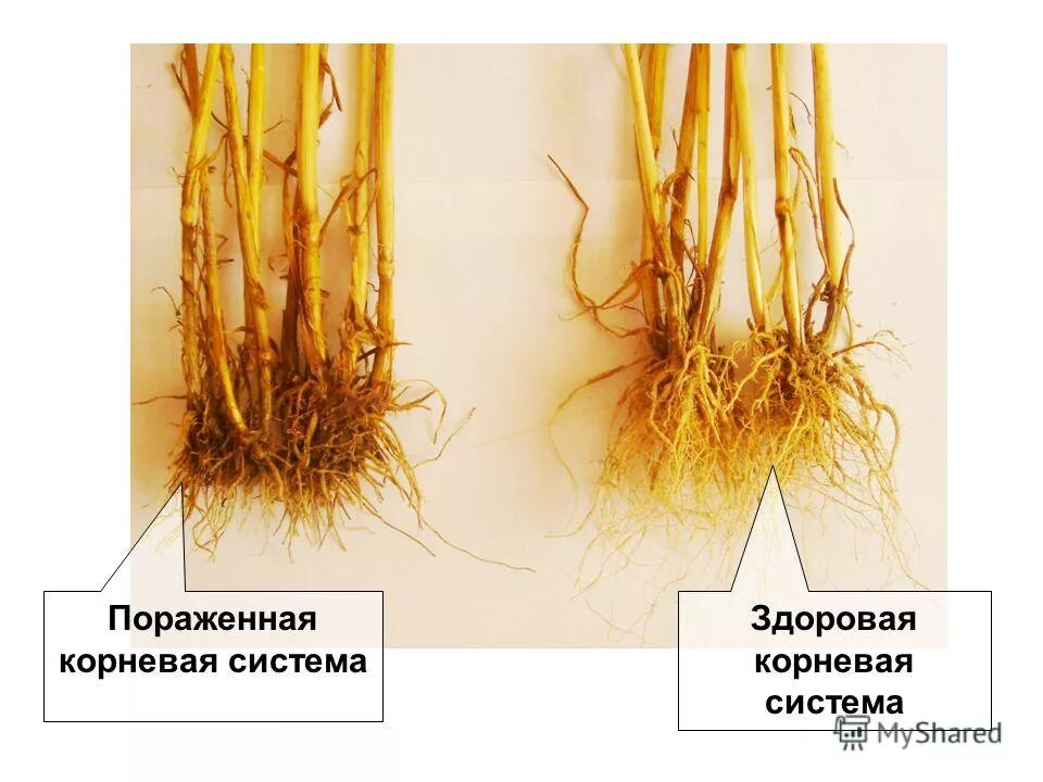 Знает какой корень