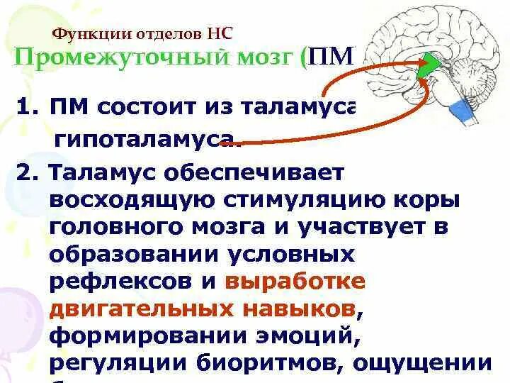 Выполняет рефлекторную и проводниковую функцию мозг. Рефлекторная функция промежуточного мозга. Промежуточный мозг рефлексы таблица. Рефлексы центры которых находятся в промежуточном мозге. Основная функция промежуточного мозга.