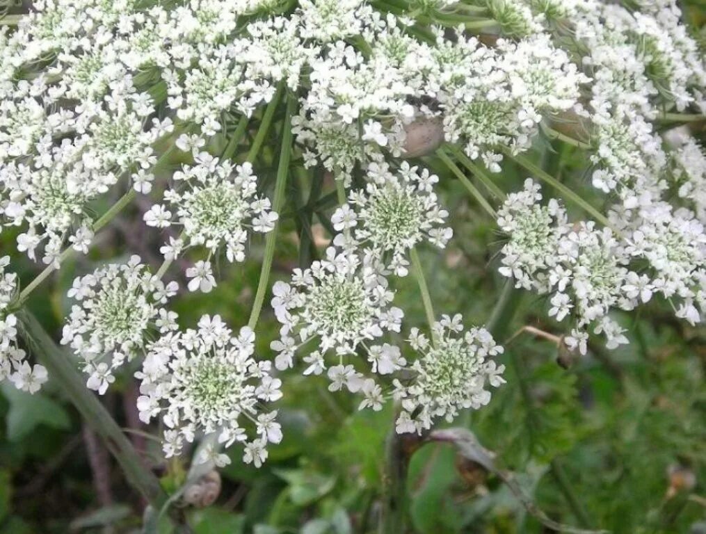 Зубной на латыни. Амми зубная (Ammi Visnaga). Виснага морковевидная Амми зубная. Амми зубная медонос. Келлин Амми зубная.