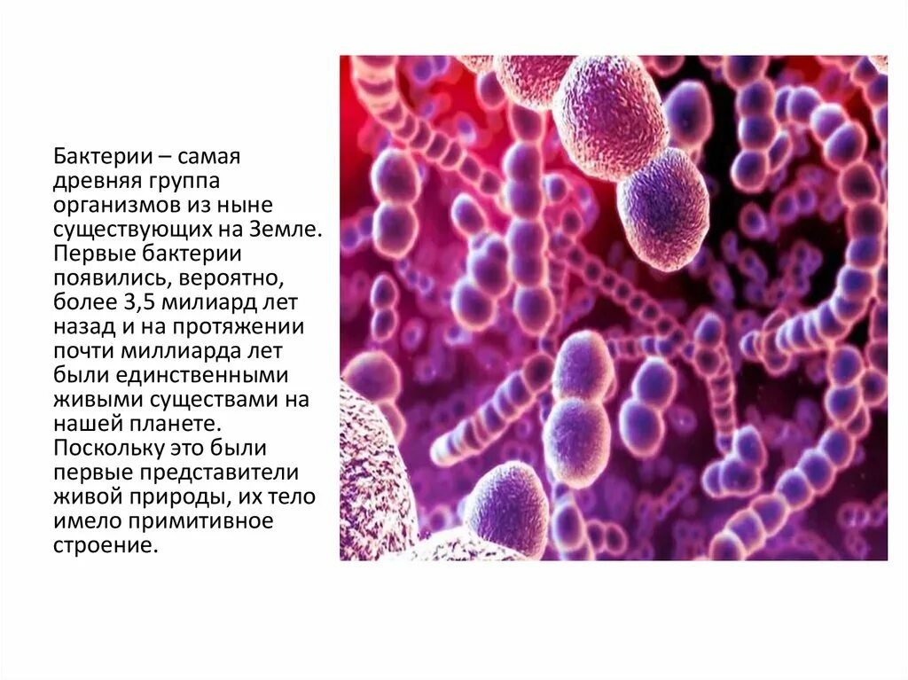 Почему бактерии живые. Бактерии древнейшие организмы на земле. Возникновение бактерий. Микробы первые организмы на земле. Первые организмы на земле бактерии.