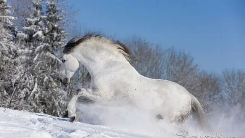 Лошадь в поре